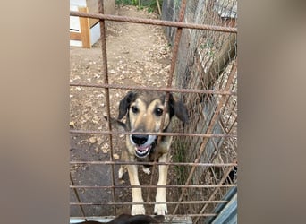 Rocky - Kein typischer Tierschutz-Hund