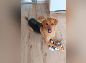 Leone -NOTFALL - (Dringend PS oder Zuhause gesucht) Wie oft kann er noch von vorne anfangen?