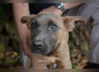 Betula - Ein bisschen Hundekinderelternwahnsinn?