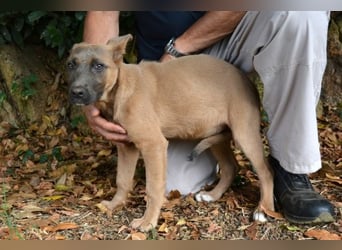 Betula - Ein bisschen Hundekinderelternwahnsinn?