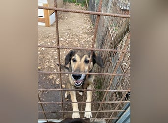 Rocky - er stellt sich vor