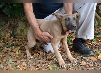 Betula - Ein bisschen Hundekinderelternwahnsinn?