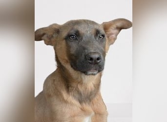 Betula - Ein bisschen Hundekinderelternwahnsinn?