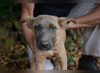 Betula - Ein bisschen Hundekinderelternwahnsinn?