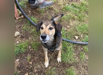 Rocky - er stellt sich vor