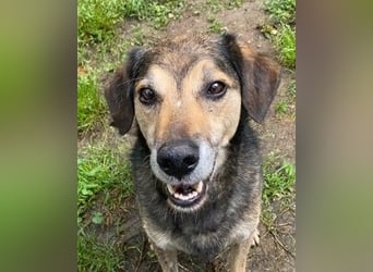 Rocky - Kein typischer Tierschutz-Hund