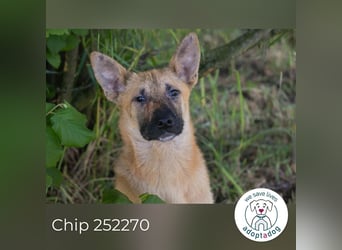 Chip 267512 sucht ein zu Hause