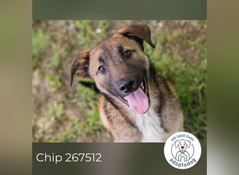 Chip 267512 sucht ein zu Hause
