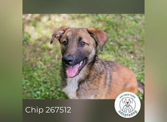 Chip 267512 sucht ein zu Hause