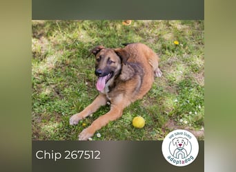 Chip 267512 sucht ein zu Hause