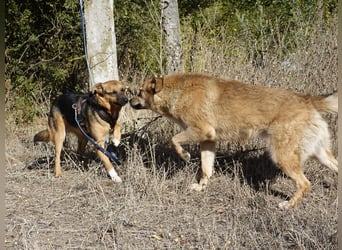 Liebe Ruby sucht eine neue Bleibe Liebe Ruby sucht eine neue Bleibe