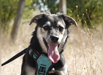 Kleiner Vince sucht neuen Wirkungskreis