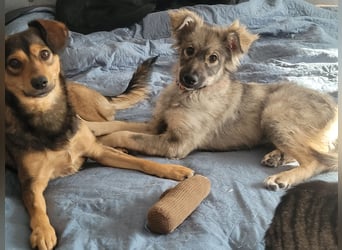 Schüchterne Suki sucht Menschen mit Hundeverstand