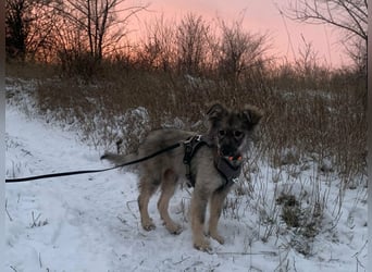 Schüchterne Suki sucht Menschen mit Hundeverstand