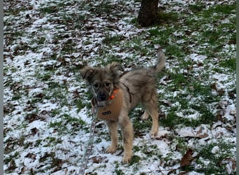 Schüchterne Suki sucht Menschen mit Hundeverstand