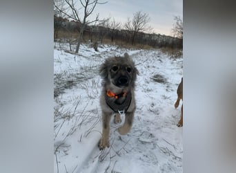 Schüchterne Suki sucht Menschen mit Hundeverstand