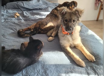 Schüchterne Suki sucht Menschen mit Hundeverstand