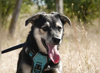 Kleiner Vince sucht neuen Wirkungskreis