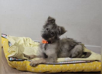 Schüchterne Suki sucht Menschen mit Hundeverstand