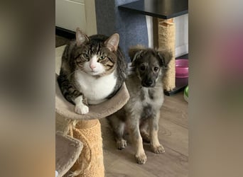 Schüchterne Suki sucht Menschen mit Hundeverstand