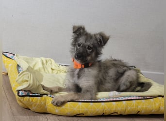 Schüchterne Suki sucht Menschen mit Hundeverstand