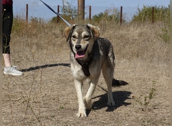 Mayli sucht ein liebevolles Zuhause