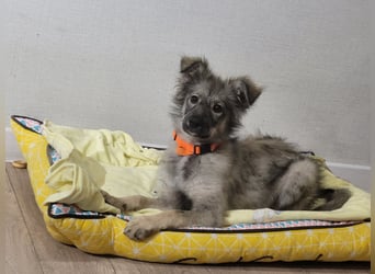 Schüchterne Suki sucht Menschen mit Hundeverstand