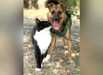 Liebe Ruby sucht eine neue Bleibe