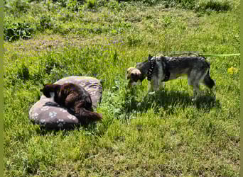 Mayli sucht ein liebevolles Zuhause