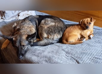 Emilia - Eine treue Schäferhund-Mix-Hündin mit großem Herzen sucht ihr Für-immer-Zuhause