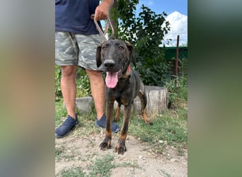 Valentino sucht ein warmes und liebevolles Zuhause