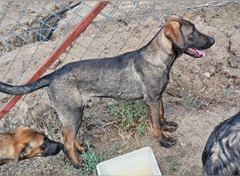 Valentino sucht ein warmes und liebevolles Zuhause