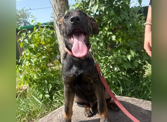 Valentino sucht ein warmes und liebevolles Zuhause