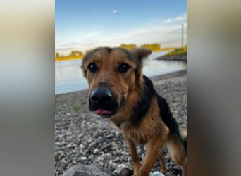 ELY, Traumtyp, Schäferhund-Mix, 1,5 Jahre, 50 cm, Pflegestelle Duisburg, Tierschutz Rumänien
