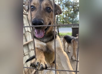 Jankó wartet schon so lange auf ein Zuhause