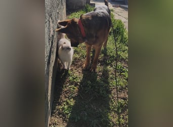  Luna sucht eine Pflege- oder Endstelle