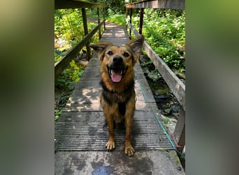 ELY, Traumtyp, Schäferhund-Mix, 1,5 Jahre, 50 cm, Pflegestelle Duisburg, Tierschutz Rumänien