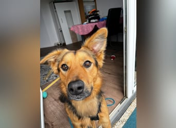 ELY, Traumtyp, Schäferhund-Mix, 1,5 Jahre, 50 cm, Pflegestelle Duisburg, Tierschutz Rumänien