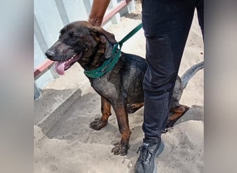 Valentino sucht ein warmes und liebevolles Zuhause