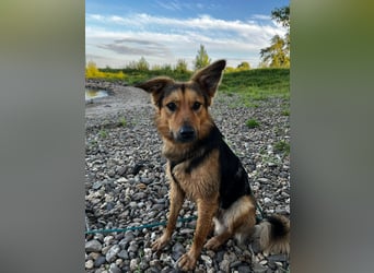 ELY, Traumtyp, Schäferhund-Mix, 1,5 Jahre, 50 cm, Pflegestelle Duisburg, Tierschutz Rumänien