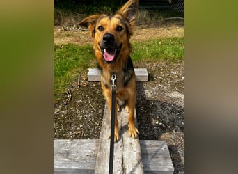 ELY, Traumtyp, Schäferhund-Mix, 1,5 Jahre, 50 cm, Pflegestelle Duisburg, Tierschutz Rumänien