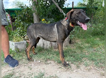 Valentino sucht ein warmes und liebevolles Zuhause