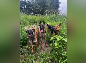 ELY, Traumtyp, Schäferhund-Mix, 1,5 Jahre, 50 cm, Pflegestelle Duisburg, Tierschutz Rumänien