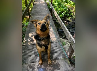 ELY, Traumtyp, Schäferhund-Mix, 1,5 Jahre, 50 cm, Pflegestelle Duisburg, Tierschutz Rumänien