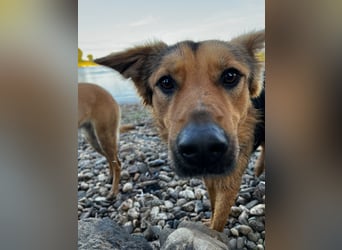 ELY, Traumtyp, Schäferhund-Mix, 1,5 Jahre, 50 cm, Pflegestelle Duisburg, Tierschutz Rumänien