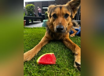 ELY, Traumtyp, Schäferhund-Mix, 1,5 Jahre, 50 cm, Pflegestelle Duisburg, Tierschutz Rumänien