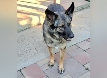 Emilia - Eine treue Schäferhund-Mix-Hündin mit großem Herzen sucht ihr Für-immer-Zuhause