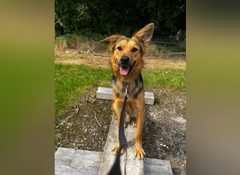 ELY, Traumtyp, Schäferhund-Mix, 1,5 Jahre, 50 cm, Pflegestelle Duisburg, Tierschutz Rumänien
