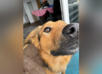 ELY, Traumtyp, Schäferhund-Mix, 1,5 Jahre, 50 cm, Pflegestelle Duisburg, Tierschutz Rumänien