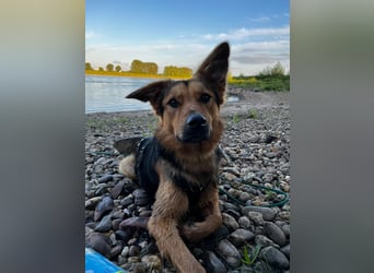 ELY, Traumtyp, Schäferhund-Mix, 1,5 Jahre, 50 cm, Pflegestelle Duisburg, Tierschutz Rumänien